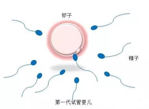 代生男孩价格